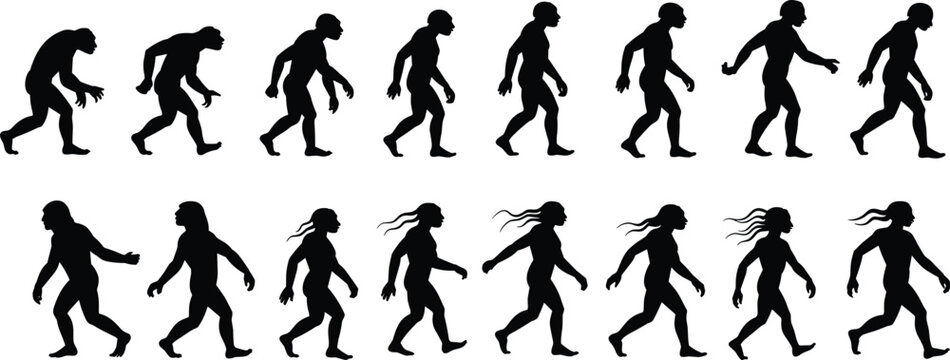 Human Evolution Silhouette Sequence from Ape to Modern Man untitled vector