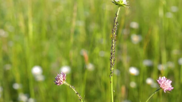 Macro View of Aphids and Ants on Wildflower Stems in Meadow
