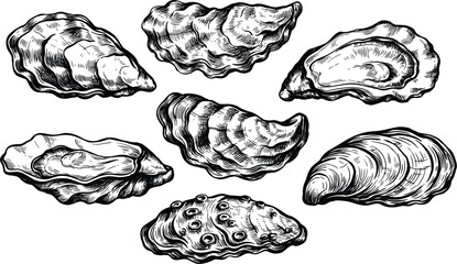 Fototapeta premium Vintage oyster shell collection engraved seafood illustration isolated hand drawn vector artwork