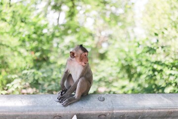 cute monkey © วอน จังมึง