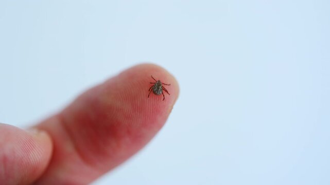Tick crawling on human finger close up shoot, risk of tick bite and Lyme disease