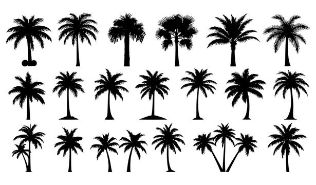 Row of various tropical palm tree silhouettes isolated on white background