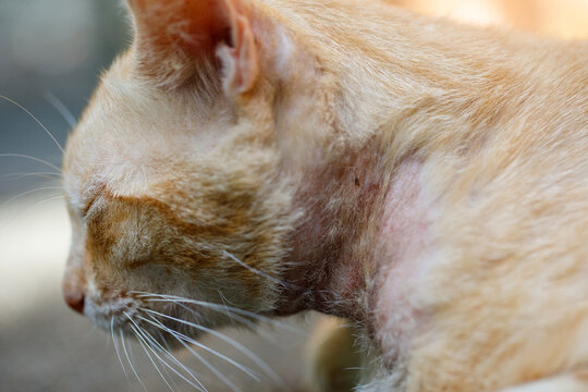 Sarcoptic Mange in Cat Close Up Skin Lesion on Neck
