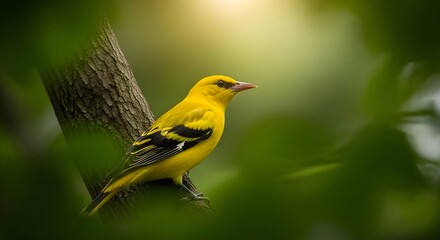 Fototapeta premium Eurasian Golden Oriole Forest Glow