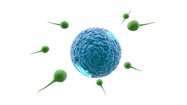 Multiple green sperm cells approaching a blue textured ovum, isolated on transparent background