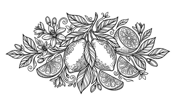 Hand drawn black ink banner design of fresh lemons, sliced citruses, blossoms, and leaves