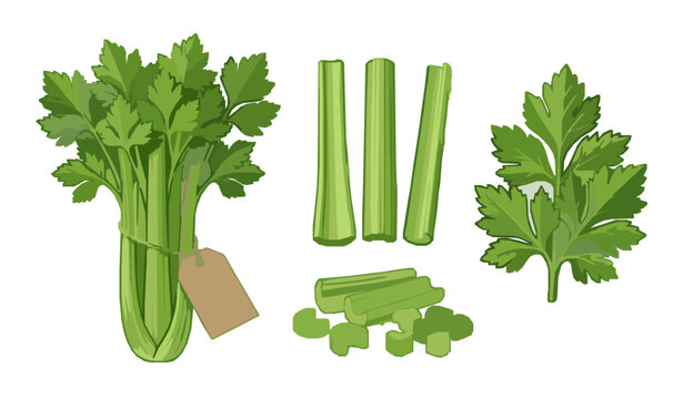 Colorful vector illustration of fresh green celery stalks, chopped pieces, and leaves