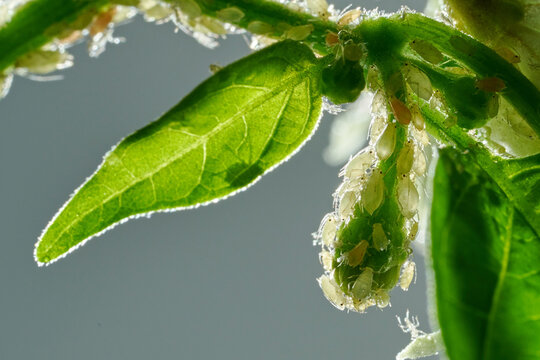 Insect pests, aphid, on the shoots and fruits of plants, Spider mite on flowers. Pepper attacked by malicious insects