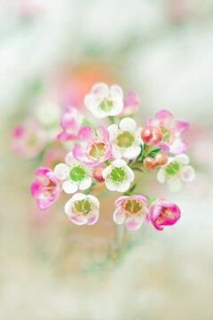Beautiful Delicate Pink and White Flowers Set Against a Soft and Appealing Background