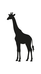 Fototapeta premium Silhouette of a Giraffe Standing Tall and Graceful.