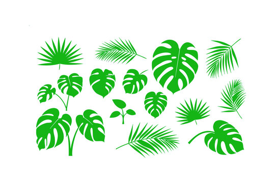 Green Tropical Leaves Set with Monstera and Palm Leaf Vector