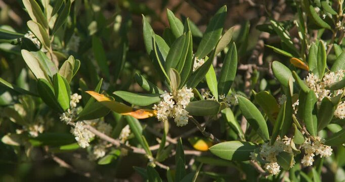 Olive Branch in Bloom (Olea europaea)
