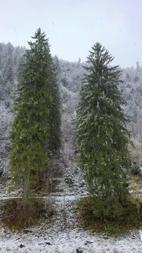 Evergreen norway spruce Picea abies tall conical shape and drooping branches