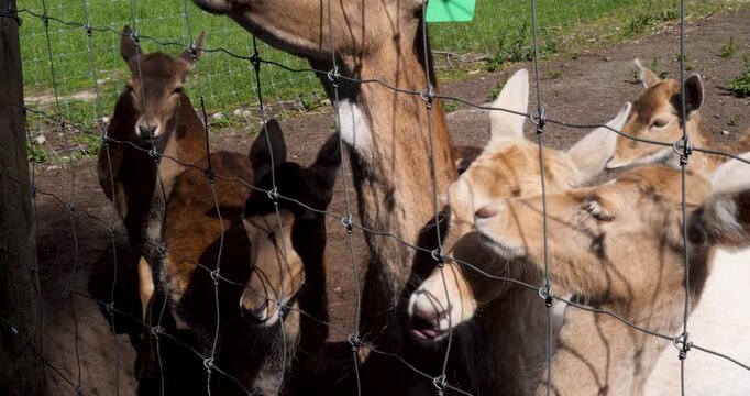 Deer being pet through fence at Willowbank Nature Reserve, Christchurch, New Zealand.