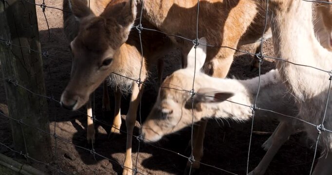 Deer being fed by hand through fence at Willowbank Nature Reserve, Christchurch, New Zealand.