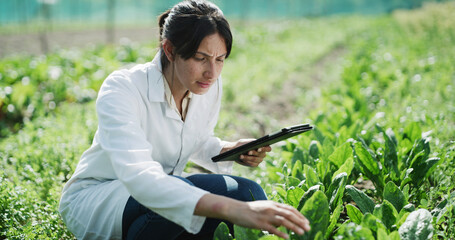 Fototapeta premium Tablet, woman and scientist with plants in greenhouse for sustainability, agriculture and agro research. Technology, eco friendly and female biologist with botany growth on farmland for horticulture.