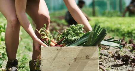 Person, hands and farmer with vegetables in box for harvest, agriculture or food production. Farming, crate or natural organic crops on farmland for agro business, conservation or fresh produce © peopleimages.com