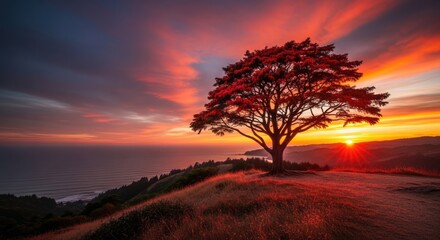 Fototapeta premium Vibrant red tree on grassy hill at coastal sunset
