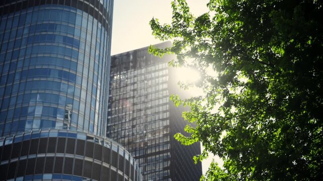Sunlight shining through green tree leaves beside modern glass skyscrapers in downtown city. Urban nature and architecture during bright day