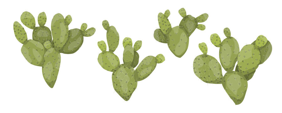 Prickly pear cactus vector illustration clipart set. Green opuntia succulent branches with thorns isolated on white background. Exotic desert plant collection for mexican food menu, cosmetic design