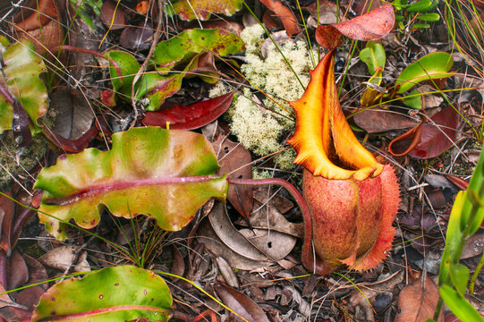 Pitcher and leaf of the carnivorous pitcher plant Nepenthes veitchii, Sarawak, Borneo, Malaysia