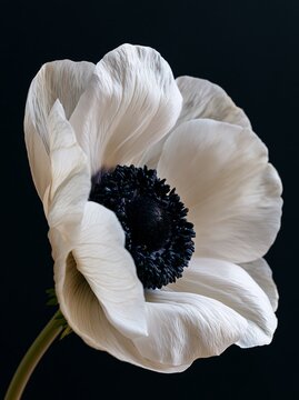 Extreme close-up of white anemone flower with deep black center against a dark background, showcasing intricate petal textures and details