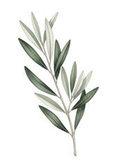 Fototapeta premium Elegant Olive Branch Illustration with Green Leaves Isolated on White Background for Botanical Design