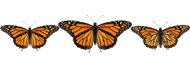 A Set of three monarch butterflies with evenly spread wings, centered composition on white, classic orange and black PNG illustrations for elegant print and web use  © James