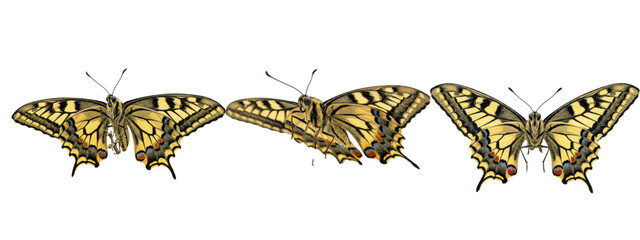A Set of classic swallowtail butterflies in symmetrical top views, bright yellow and bold black patterns on clean white, refined PNG artwork for creative projects  © James
