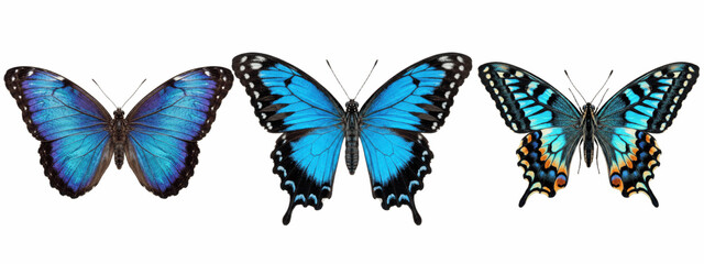 A Set of vivid blue butterflies with intricate black edges and iridescent gradients, three elegant top views on white, luxurious PNG graphics for dreamy designs   © James