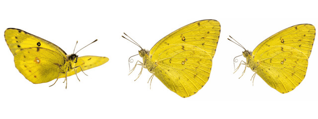 A Set of bright yellow butterflies in gentle side poses, speckled wings and pale legs on clean white background, naturalistic PNG artwork for cheerful spring designs   © James