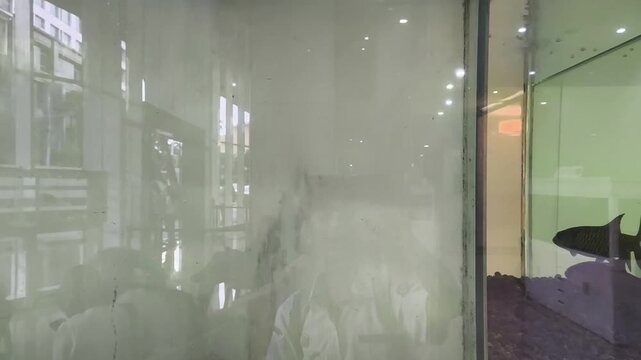 A school of silver fish swimming gracefully inside a large glass aquarium tank.