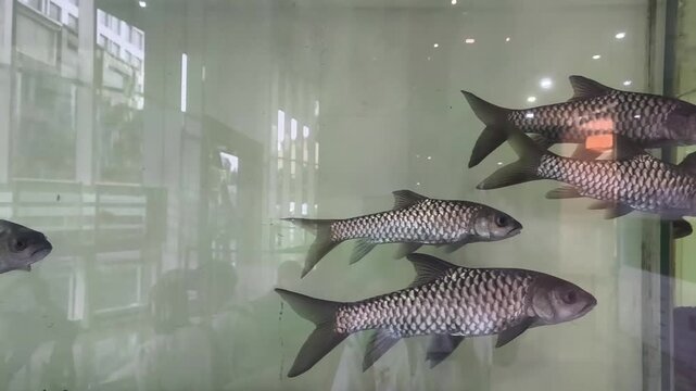 An underwater view of beautiful tinfoil barbs or similar fish gliding together.