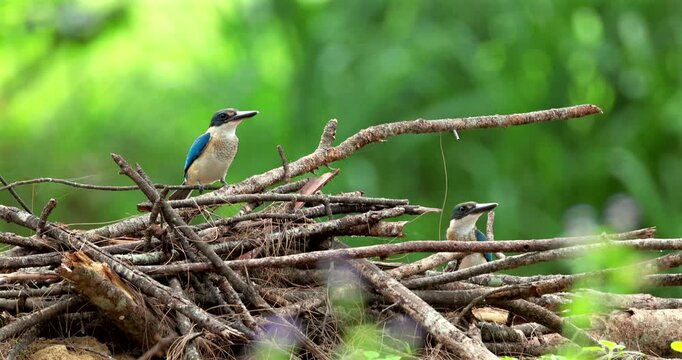 Pair of collared kingfishers, also known as white-collared or mangrove kingfishers, resting on a pile of dry twigs in a lush green tropical environment.