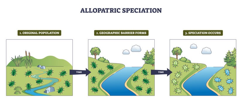 Allopatric speciation diagram shows a beetle population split by a river barrier, isolating groups that evolve into distinct species, key objects, river, beetles, hills, transparent background.