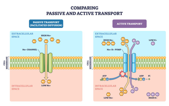 Passive vs active transport comparison shows ion channel, Naand-Kand pump, and cell membrane, arrows depict diffusion vs ATP-driven exchange, transparent background