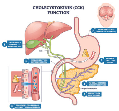 Cholecystokinin function illustrated, gallbladder releases bile, pancreas secretes enzymes, and duodenum triggers digestion and satiety across the gut-brain axis, transparent background.