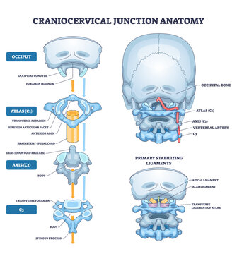 Craniocervical junction anatomy illustrates relationships of occiput, atlas (C1), and axis (C2), conveying skull spine alignment and motion control, transparent background