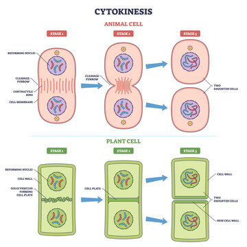 Cytokinesis cell division outline shows animal and plant stages, highlighting cleavage furrow, cell plate, and daughter cells, transparent background