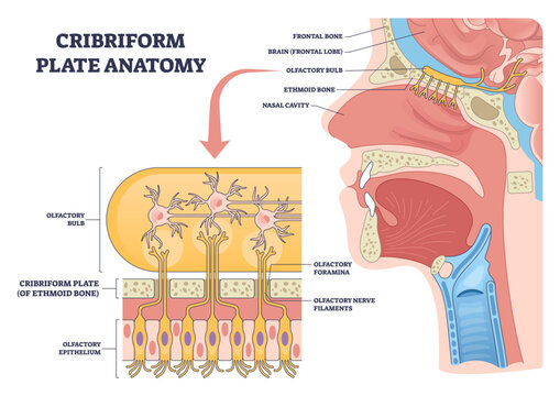 Cribriform plate anatomy illustrated as a brief diagram, showing olfactory bulb, ethmoid bone, and nasal cavity with nerve filaments labeled for smell pathways, transparent background