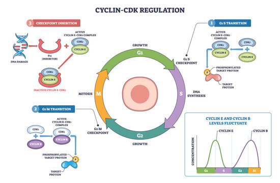 Cyclin-Cdk regulation visualizes cell cycle control, highlighting the G1-S and G2-M checkpoints with Cyclin E-CDK2, Cyclin B-CDK1, and a central cell cycle wheel, transparent background.