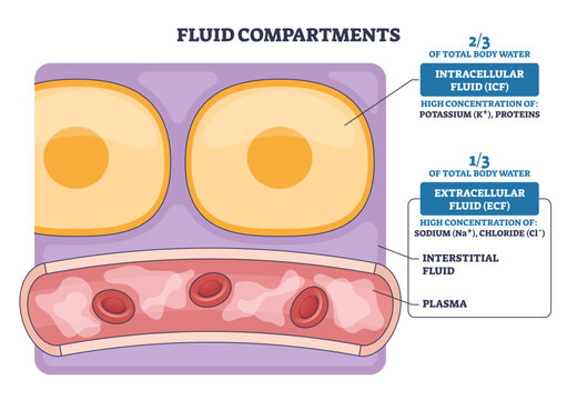 Fluid compartments outline contrasts intracellular and extracellular spaces with cells, interstitial area, and a blood vessel with plasma and RBCs, shows water and ion distribution,