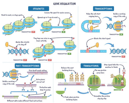 Gene regulation pathway visualizes epigenetic, transcriptional, and translational control with DNA, nucleosomes, and ribosome, highlighting on-off switches and mRNA edits shaping protein output,