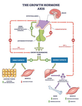 Growth hormone axis, hypothalamus, pituitary, and liver-IGF 1 regulate growth, bone and muscle via feedback loops and direct-indirect effects, transparent background