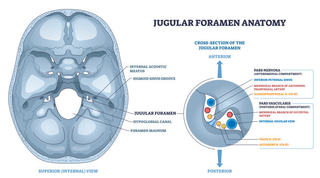 Jugular foramen anatomy shows skull base passage, internal jugular vein, glossopharyngeal and vagus nerves clarify pars nervosa vs vascularis compartments, transparent background