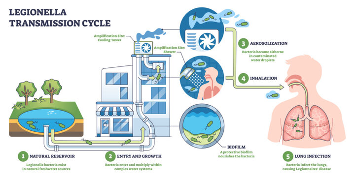 Legionella transmission cycle shows bacteria amplifying in building water, aerosolized from cooling towers and showers, then inhaled into lungs, key, bacteria, cooling tower, lungs,
