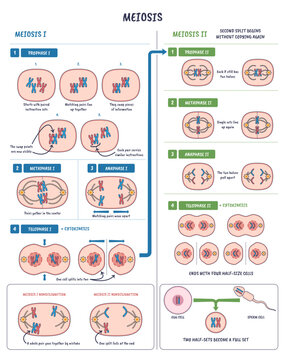 Meiosis cell division illustrated with chromosomes, spindle fibers, and daughter cells, shows Prophase I II to Telophase II, crossing over and cytokinesis, ending with four haploid cells,