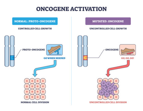 Oncogene activation diagram contrasts proto-oncogene control with mutated oncogene, highlighting chromosomes, accelerator pedal, and cell clusters driving unchecked division, transparent background.