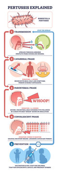 Pertussis explained shows transmission, symptom phases, and prevention, key visuals are Bordetella bacteria, coughing droplets, and vaccine syringe, summarizing disease stages, transparent background.