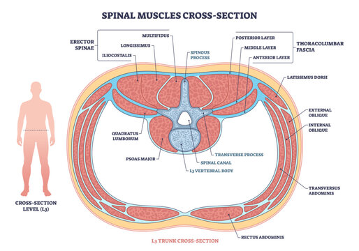 Spinal muscle cross-section shows lumbar anatomy at L3, highlighting vertebral body, spinal canal, and erector spinae for education and orientation, transparent background